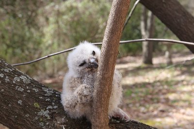 Great horned owlet