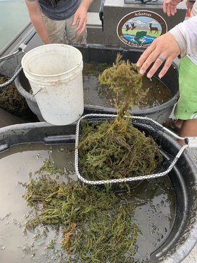 Biologists preparing coontail for aquatic cages at Greers Ferry to expand native aquatic vegetation program.