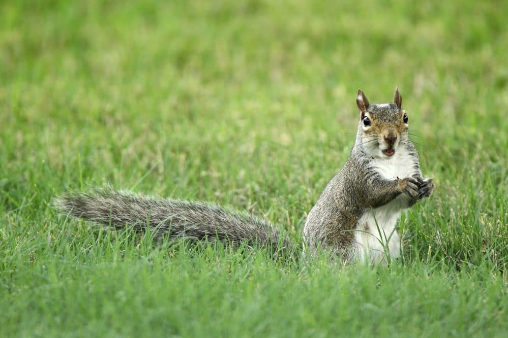 Gray squirrels are common in Arkansas’s hardwood forests and tend to run a little smaller than fox squirrels.