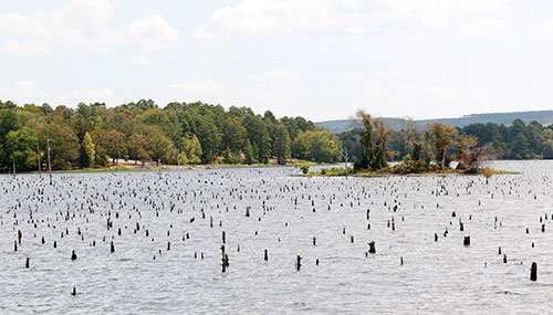 Harris Brake WMA flooded timber