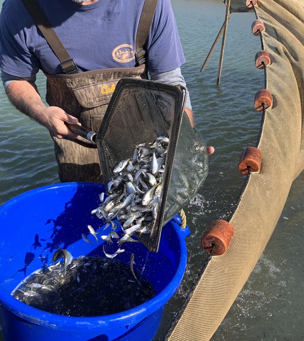 Adult threadfin shad were harvested at Charlie Craig State Fish Hatchery and allowed to spawn in Greers Ferry.
