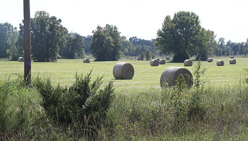 Hay bales in the field