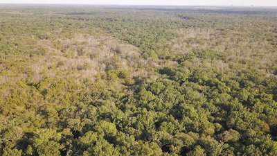 Dying hardwoods were discovered in 2018