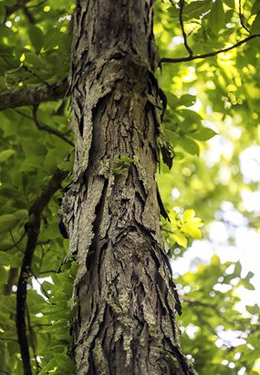 Shagbark hickories are easy to spot. Although deer don't care for hickory nuts, squirrels are suckers for them.