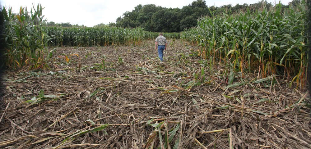 Damage caused by feral hogs impacts agriculture, timber and wildlife habitat.