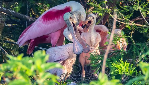 Roseate spoonbills family