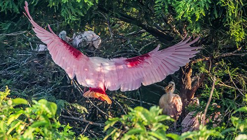 Roseate spoonbill in flight