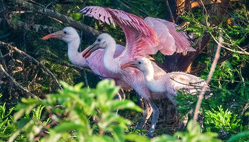 Roseate spoonbill family