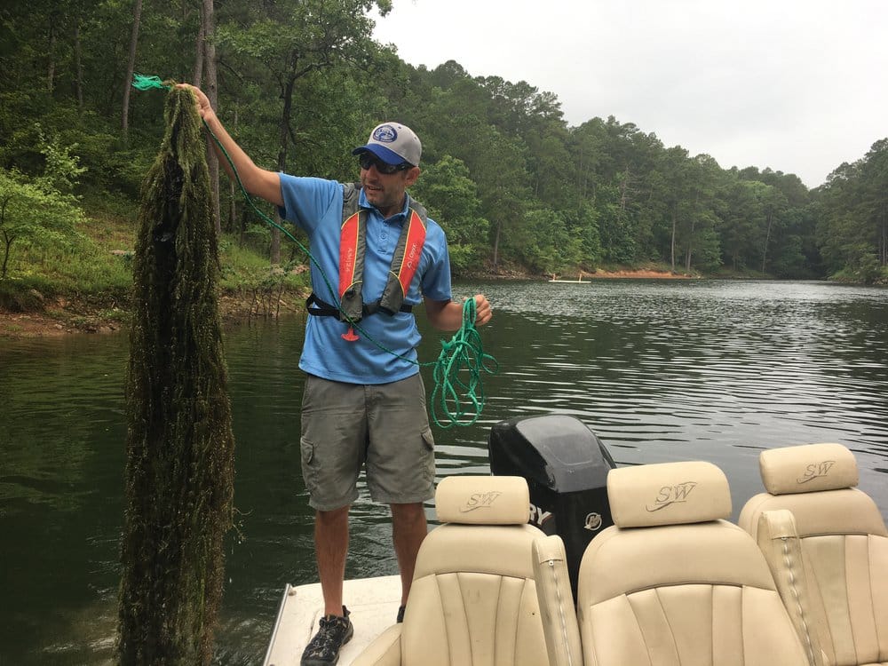 AGFC Black Bass Program Biologist Jeff Buckingham holds up coontail found outside the enclosures that shows evidence of the plants taking root.