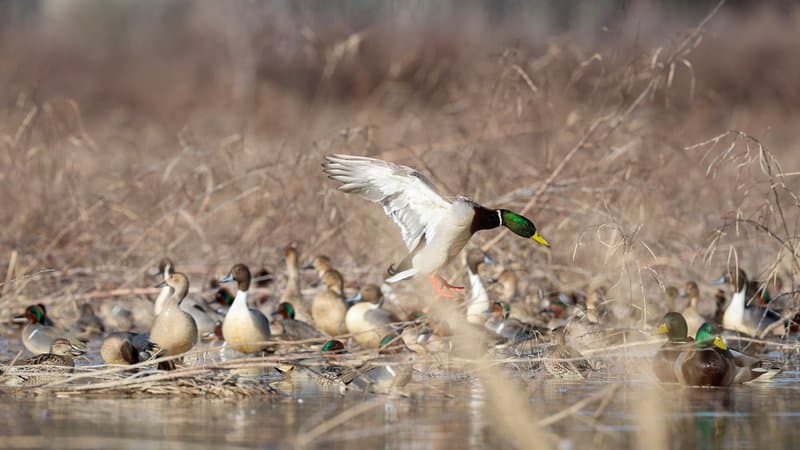 Estimated decline in duck population only part of fall flight story •  Arkansas Game & Fish Commission