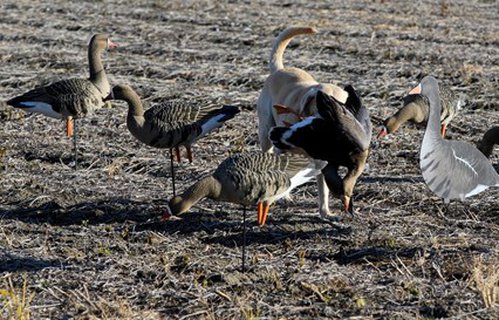 Yellow labrador retriever amongst several waterfowl decoys