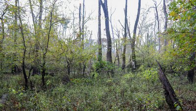 dying trees at Henry Gray Hurricane Lake WMA