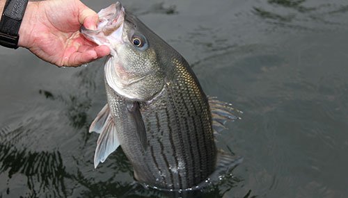 Hybrid Striper