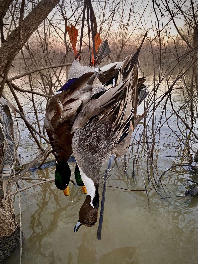 Pintail with two mallards. Photo courtesy Robbie Morphew.