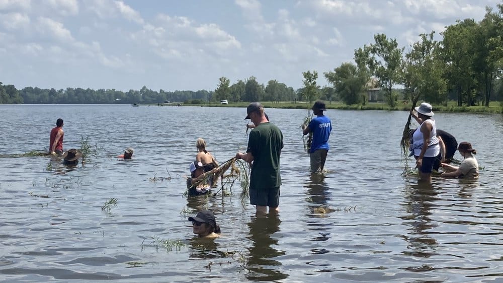 Students planted aquatic vegetation called water willow in an area 1 to 3 feet deep.