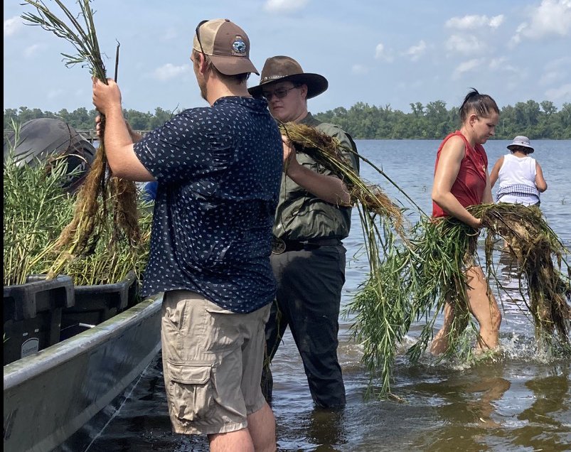 More than 300 yards of shoreline in Pine Bluff Harbor were restored with aquatic vegetation during the effort.