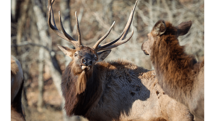 Elk turning head Mature bull elk tend to harems of cows during their breeding season.