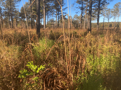 Open habitat of a pine savannah