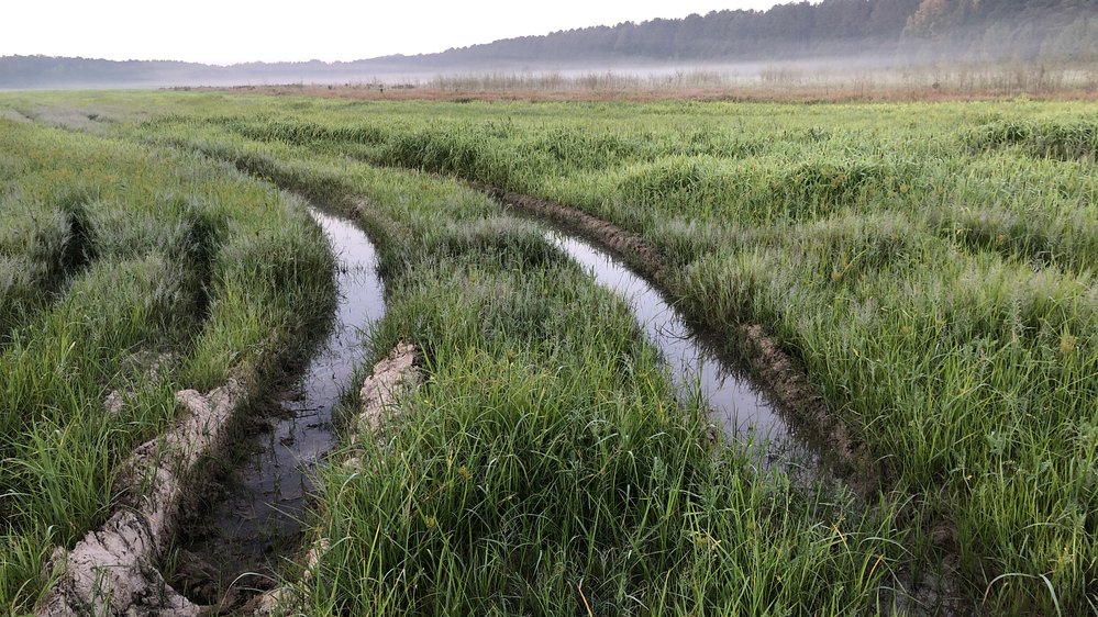 Moist-soil vegetation in summer