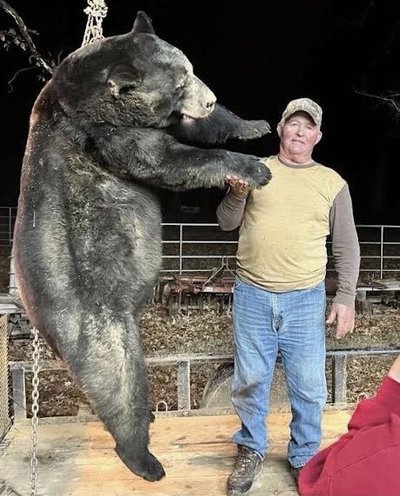 600-pound bear taken in Bear Zone 4