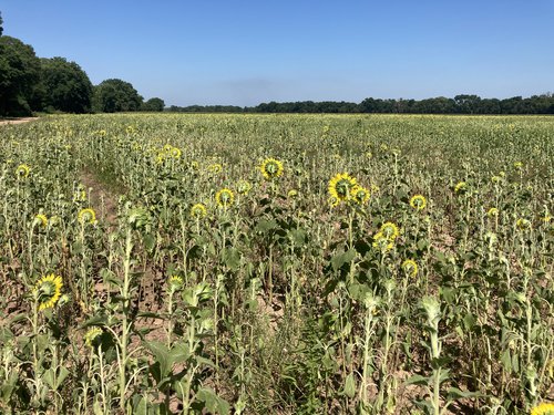 Sunflowers: Drought conditions have plagued some agricultural areas, but some sunflower fields still show promise for opening morning.