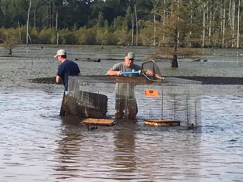 biologists catching wood ducks