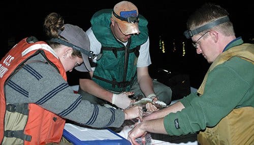 Biologists gathering sampling data