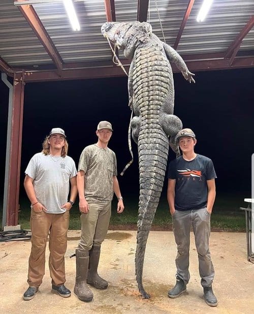 Jagger East (middle) stands with his helpers Gilson Elam (left) and Carson Bumgardner and the 12-foot, 5-inch alligator they harvested from Sulphur River WMA during the 2022 Arkansas alligator season.