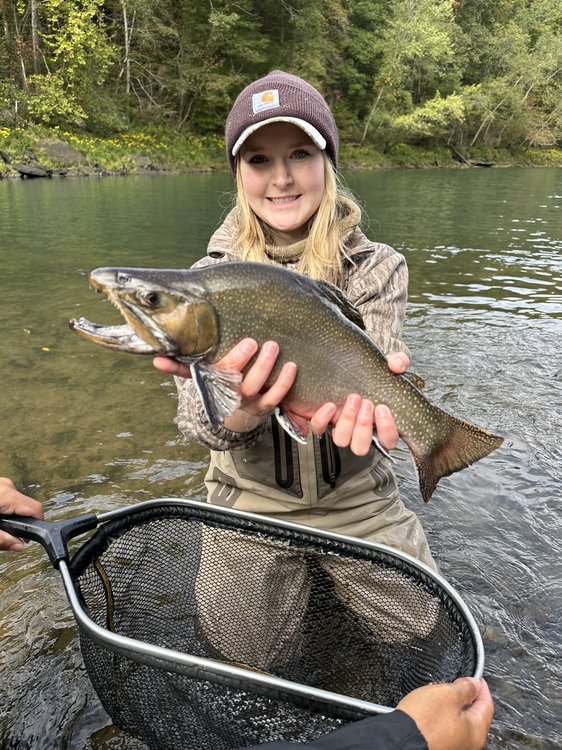 Megan Gray caught this massive brook trout in the catch-and-release area below Greers Ferry Dam on Oct. 14.