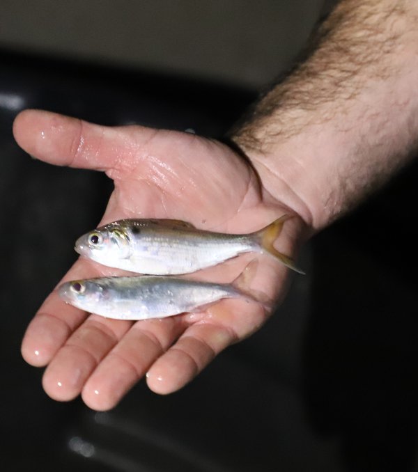 threadfin and gizzard shad