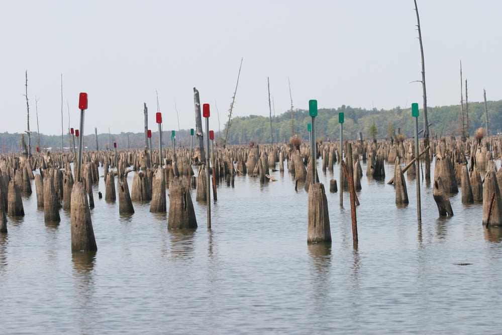 A drawdown will allow boat lanes to be cleared properly, eliminating these sort of stumps revealed during a 2006 drawdown of Lake Conway.