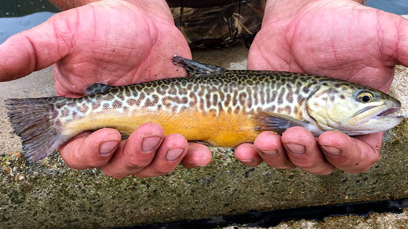 Small trout in hands This 10-inch tiger trout stocked in 2020 exhibits the brilliant colors and cheetah-print pattern that identifies the fast-growing hybrid fish.