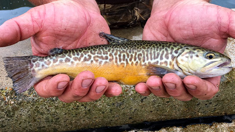 Small trout in hands This 10-inch tiger trout stocked in 2020 exhibits the brilliant colors and cheetah-print pattern that identifies the fast-growing hybrid fish.