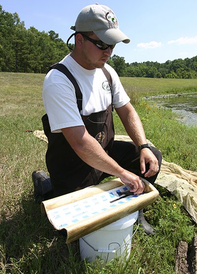 Intern in the field measuring a fingerling