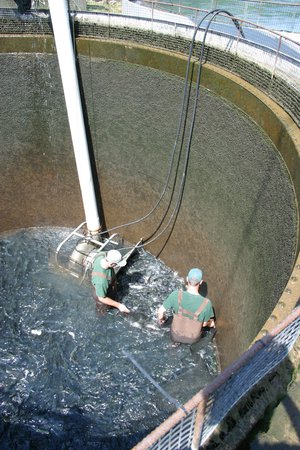 hatchery staff in the silos