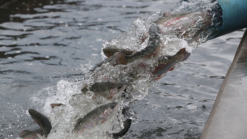 More than 9.4 million fish stocked in Arkansas lakes in 2019