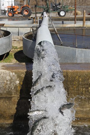 trout being moved at the hatchery