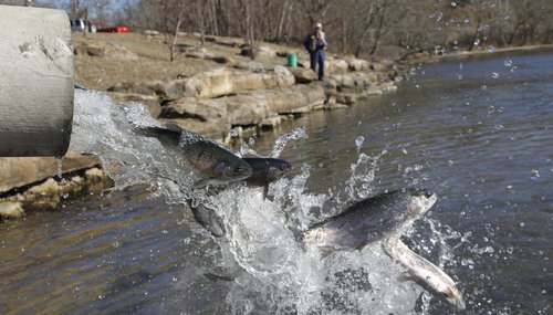 Trout Stocking