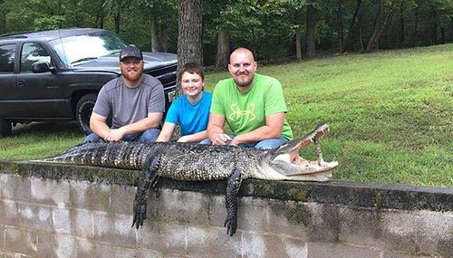 Jonathan Ross 8 ft 10 in alligator