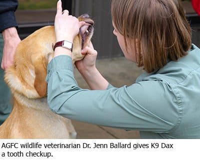 AGFC wildlife veterinarian Jenn Ballard gives K9 Dax a tooth checkup.