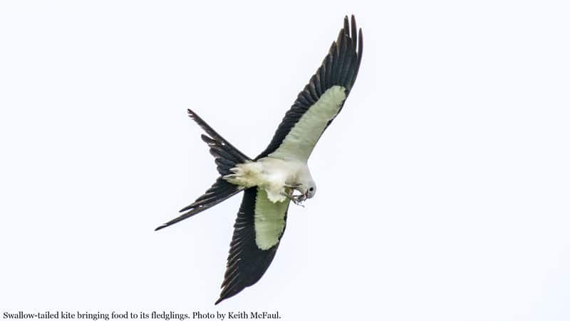 List of bird of prey species recorded at the wetlands.