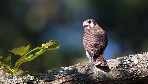 American kestrel