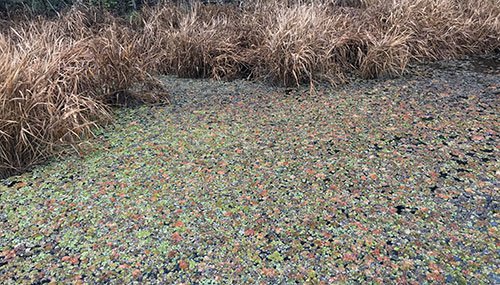 Lake Columbia Giant Salvinia