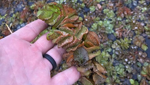 Lake Columbia Giant Salvinia