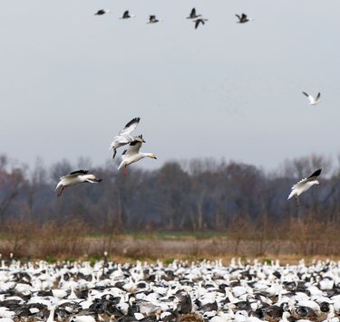 Snow geese fly in flocks numbering the thousands.
