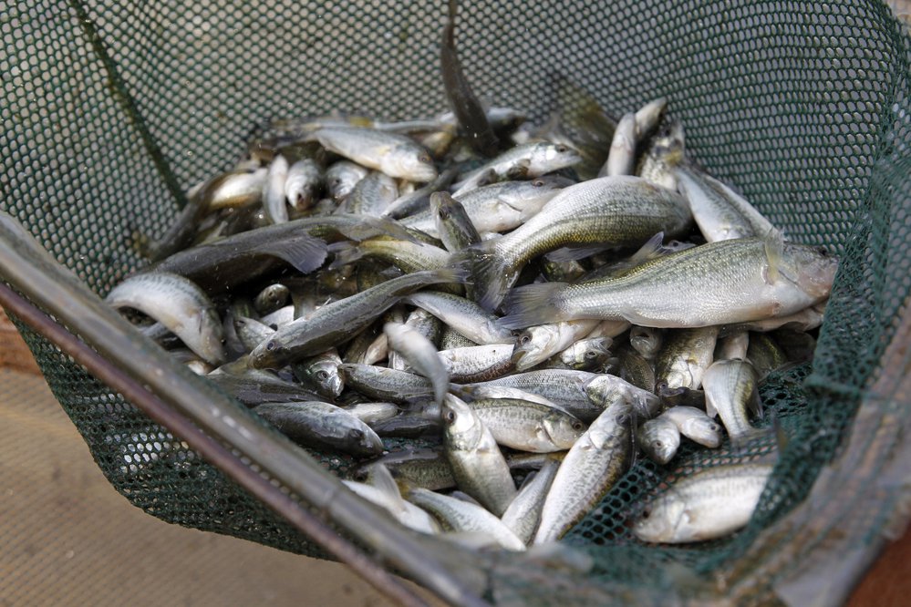 Florida largemouth fingerlings stocked in Monticello during May were larger than most bass stocked in the U.S. to give them a head start on competition.