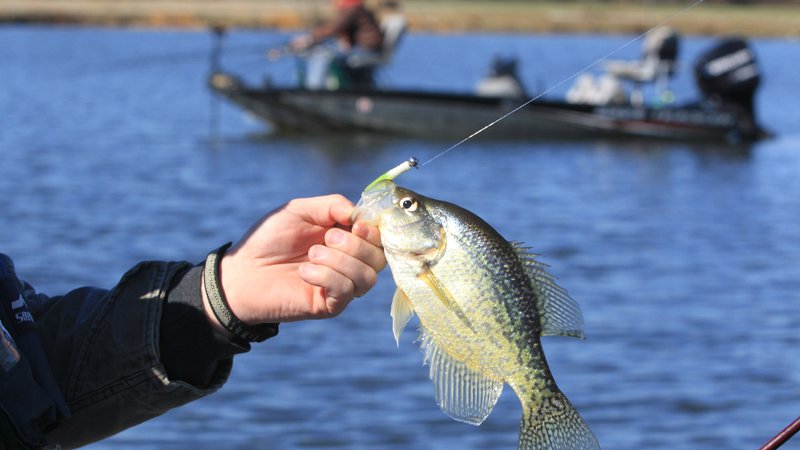 Arkansas Weekly Fishing Report • Arkansas Game & Fish Commission