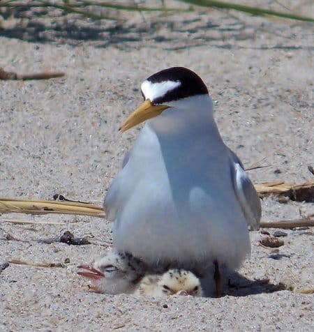 The interior least tern was once listed on the Federal Endangered Species List and is still a species of greatest conservation need in Arkansas. Photo credit Kaiti Titherington, U.S. Fish and Wildlife Service.