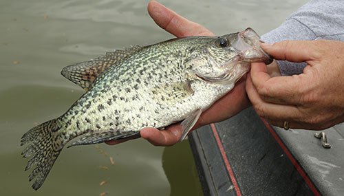 Crappie