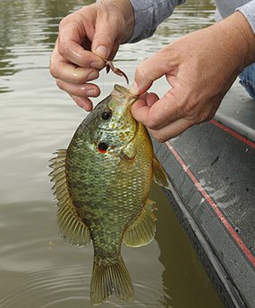 Fiddling your way to fresh bait • Arkansas Game & Fish Commission